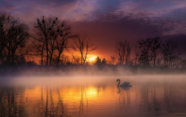 swan purple, Order of Bards, Ovates & Druids.