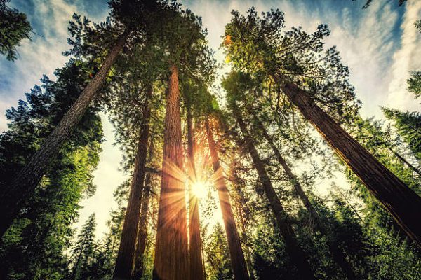 tall trees, Order of Bards, Ovates & Druids.
