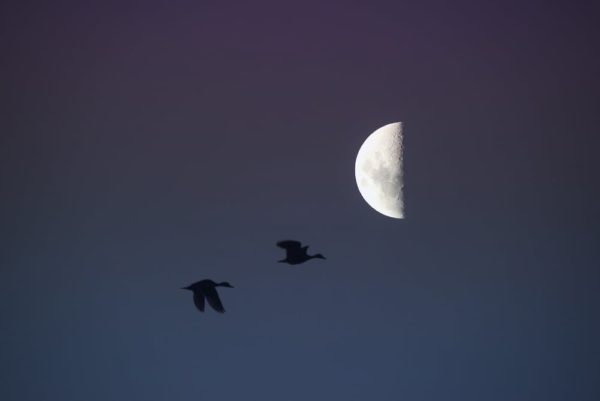 third last quarter moon shutterstock 710444359, Order of Bards, Ovates & Druids.