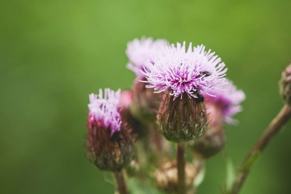 thistle creeping wildflower flower, Order of Bards, Ovates & Druids.