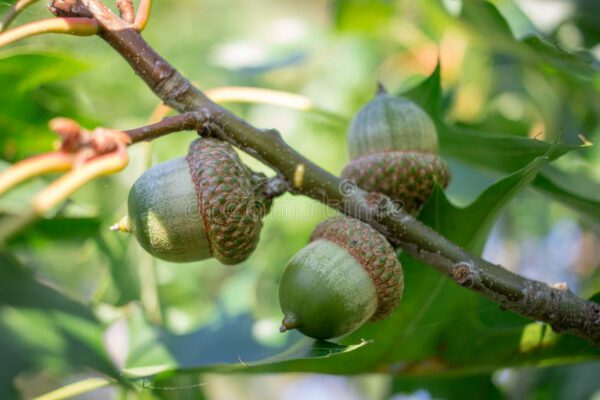 three acorns, Order of Bards, Ovates & Druids.