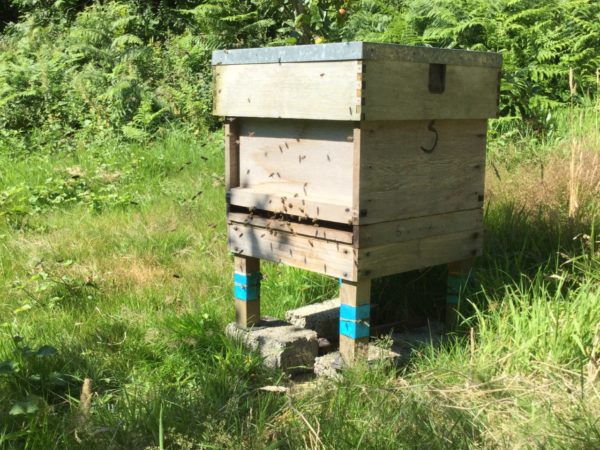 thumbnail bees july 20th 2020, Order of Bards, Ovates & Druids.