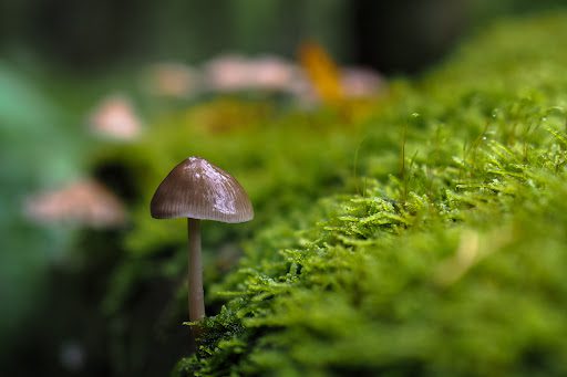 toadstool, Order of Bards, Ovates & Druids.