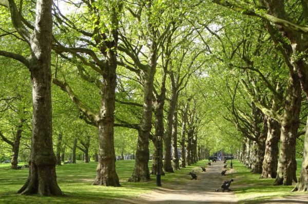 tree avenue, Order of Bards, Ovates & Druids.