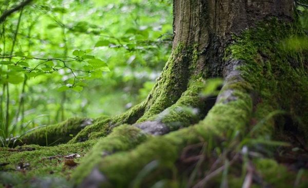 tree forest floor, Order of Bards, Ovates & Druids.