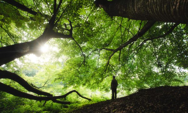 tree meditation, Order of Bards, Ovates & Druids.