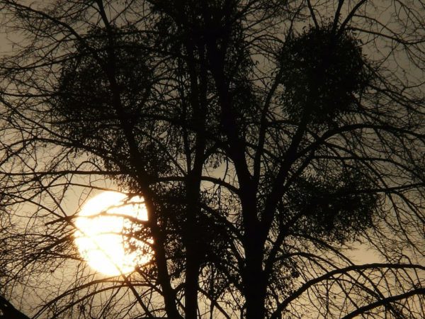 tree mistletoe parasite mood, Order of Bards, Ovates & Druids.