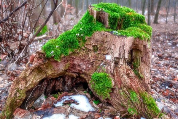 tree stump 820071 960 720, Order of Bards, Ovates & Druids.
