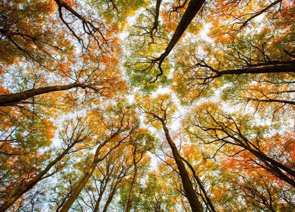 tree tops 1, Order of Bards, Ovates & Druids.