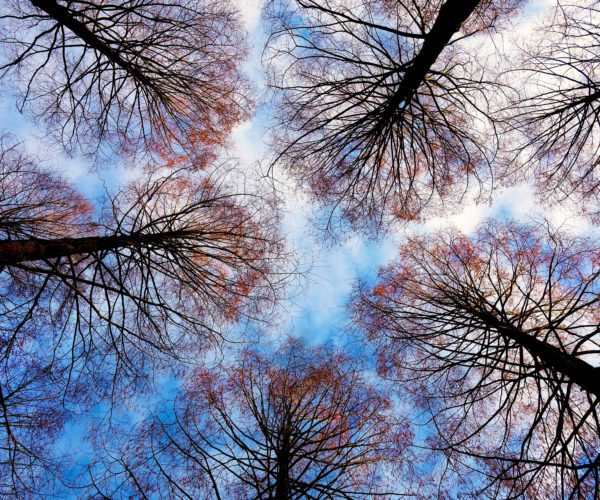 tree tops, Order of Bards, Ovates & Druids.