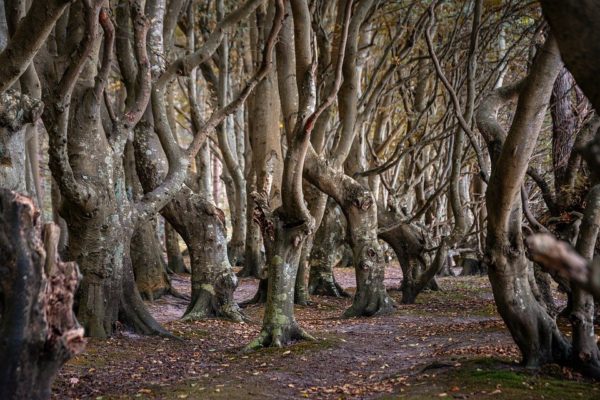 trees 5621159 960 720, Order of Bards, Ovates & Druids.