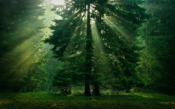 trees sunlight green forest wallpaper preview, Order of Bards, Ovates & Druids.