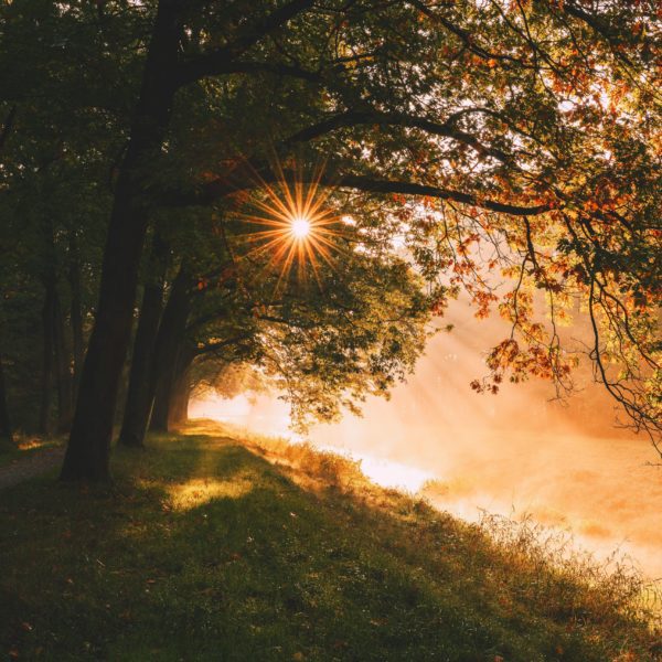 trees sun sunlight 155725 3415x3415, Order of Bards, Ovates & Druids.
