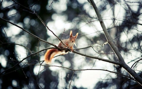 tufty, Order of Bards, Ovates & Druids.