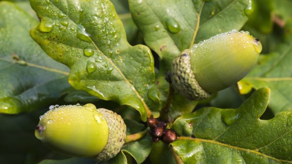 two acorns, Order of Bards, Ovates & Druids.