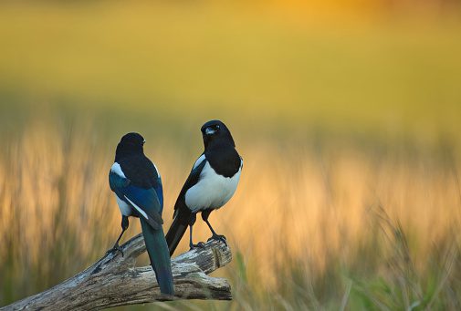 two magpies, Order of Bards, Ovates & Druids.