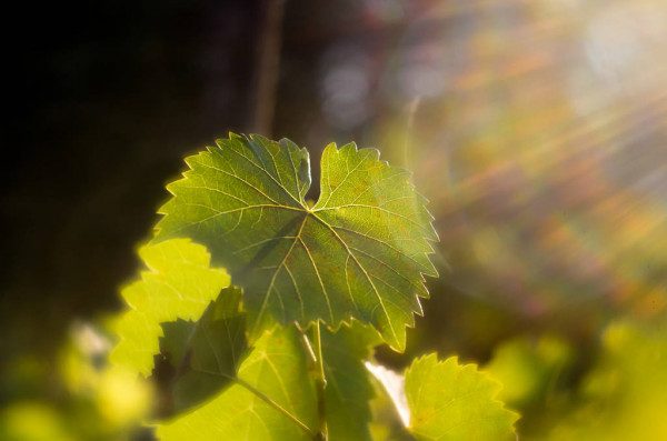 vine leaves, Order of Bards, Ovates & Druids.