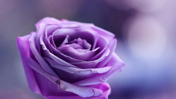 violet rose, Order of Bards, Ovates & Druids.