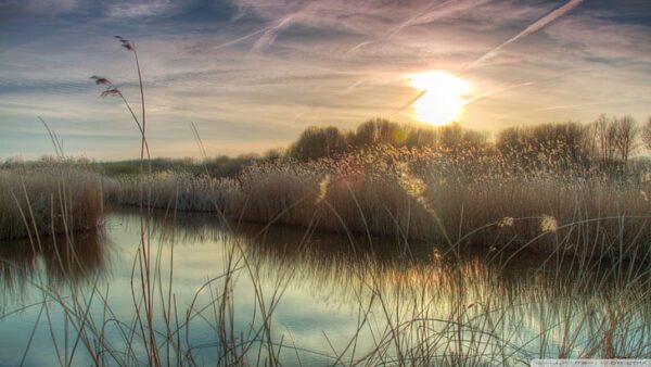 Wall paper Flare reeds, Order of Bards, Ovates & Druids.