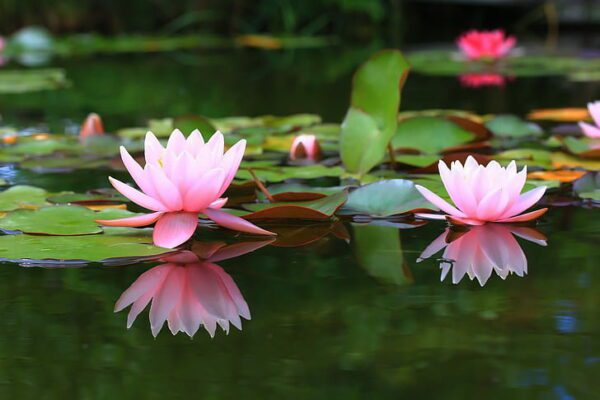 water lilly reflection, Order of Bards, Ovates & Druids.