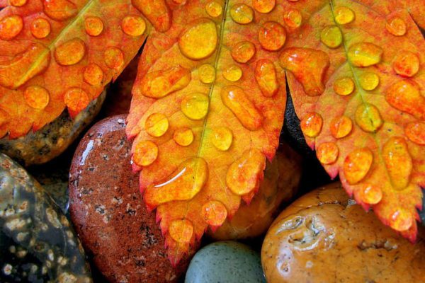 waterdrops on leaf wallpaper preview, Order of Bards, Ovates & Druids.