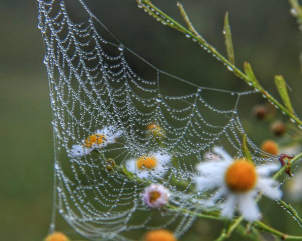web daisy, Order of Bards, Ovates & Druids.