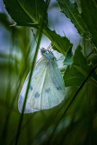 white butterfly, Order of Bards, Ovates & Druids.