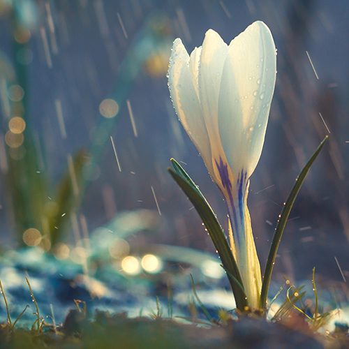 white crocus, Order of Bards, Ovates & Druids.