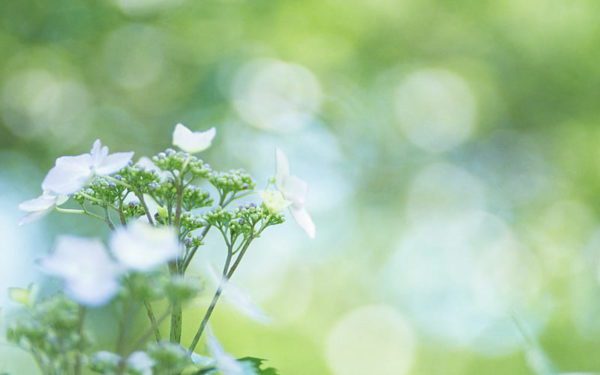 white flowers, Order of Bards, Ovates & Druids.