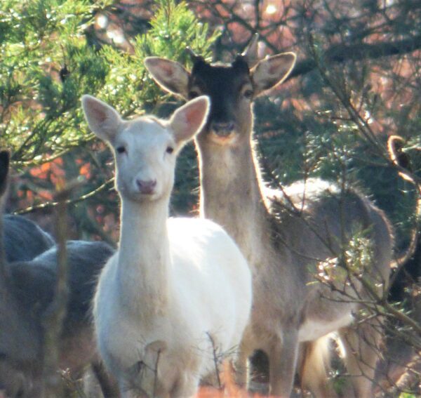 white hind deer, Order of Bards, Ovates & Druids.