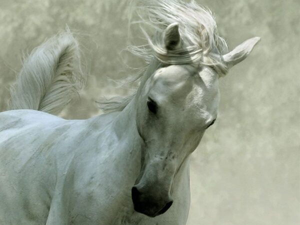 white horse, Order of Bards, Ovates & Druids.