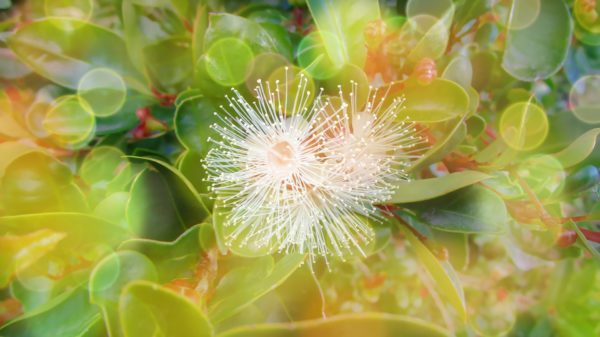 wild berry flower bokeh, Order of Bards, Ovates & Druids.
