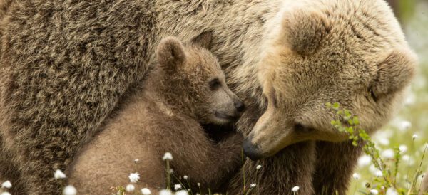 wild brown bear, Order of Bards, Ovates & Druids.