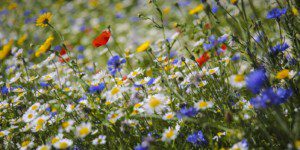 wildflowers, Order of Bards, Ovates & Druids.