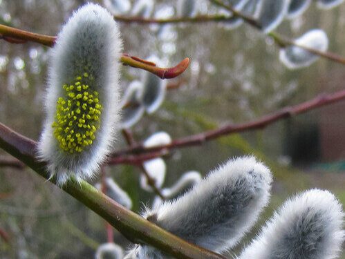 willowcatkins, Order of Bards, Ovates & Druids.