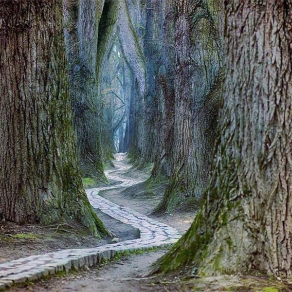winding path, Order of Bards, Ovates & Druids.