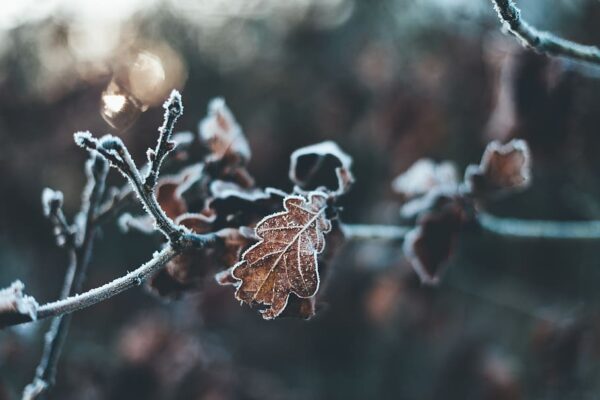 winter oak, Order of Bards, Ovates & Druids.