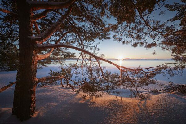 winter snow branches lake tree hd wallpaper preview, Order of Bards, Ovates & Druids.