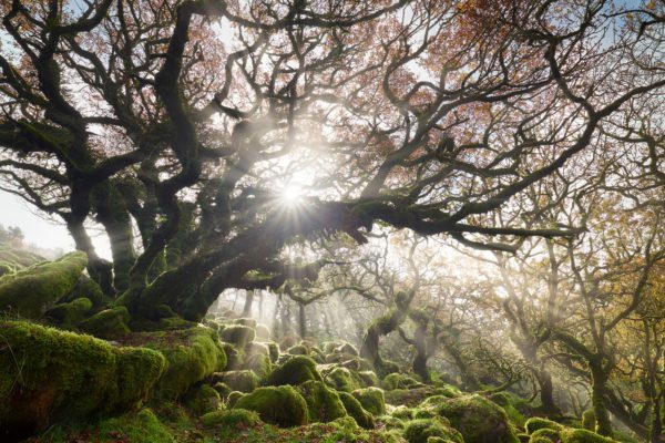 wistman sun rays, Order of Bards, Ovates & Druids.