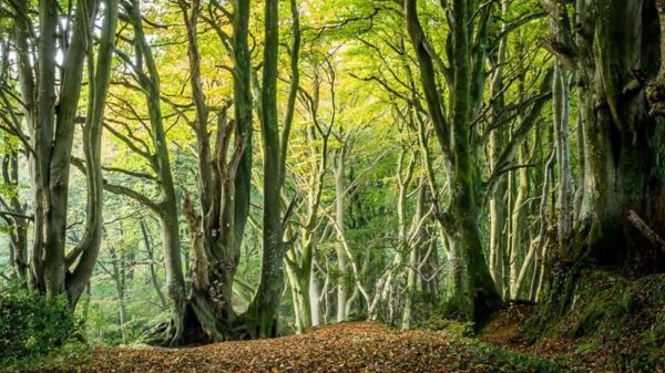 woodland beech, Order of Bards, Ovates & Druids.