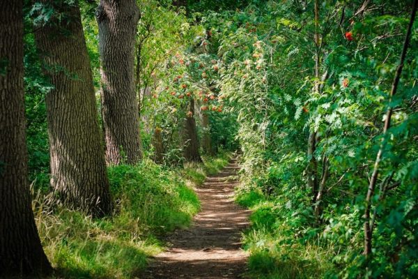 woods 5825457 960 720, Order of Bards, Ovates & Druids.