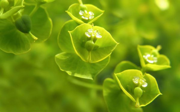 woodspurge, Order of Bards, Ovates & Druids.