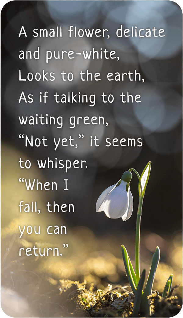 imbolc quoteBox 600width | Order of Bards, Ovates & Druids A small flower, delicate and pure-white. Looks to the earth. As if talking to the waiting green. "Not yet" it seems to whisper. "When I fall, then you can return".