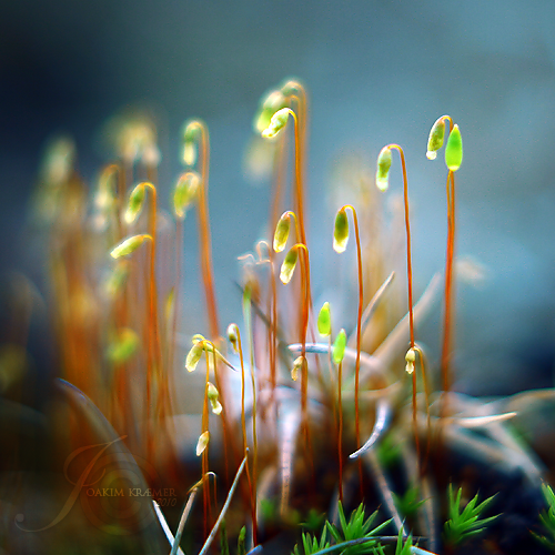 macro shoots, Order of Bards, Ovates & Druids.