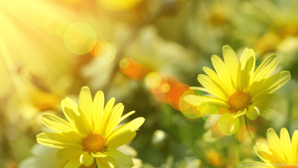 sunny flowers, Order of Bards, Ovates & Druids.