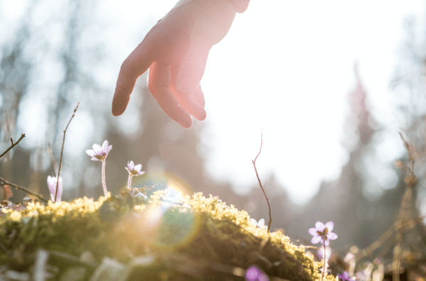 touching nature myunihealth psychotherapy, Order of Bards, Ovates & Druids.