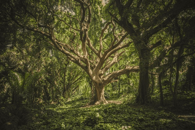 tree italy, Order of Bards, Ovates & Druids.