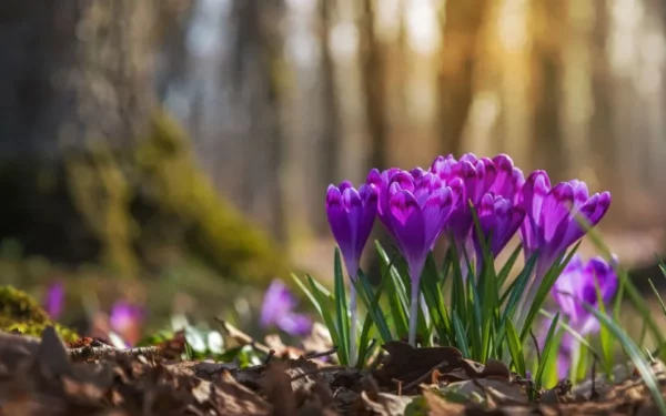 crocus woodlands, Order of Bards, Ovates & Druids.