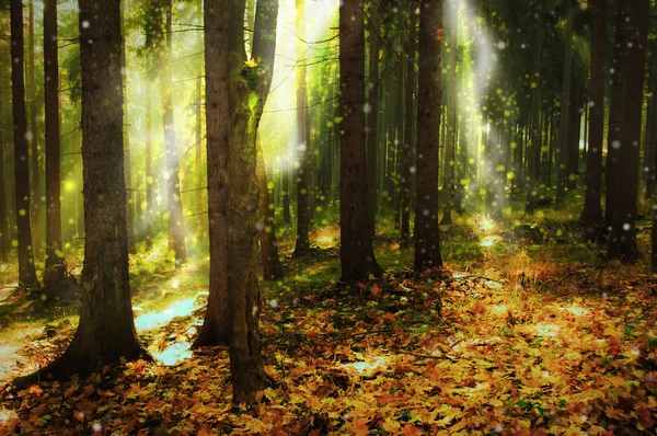 depositphotos forest glade, Order of Bards, Ovates & Druids.