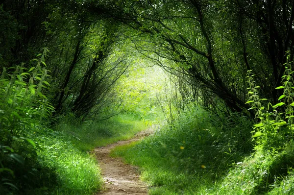 depositphotos forest path, Order of Bards, Ovates & Druids.